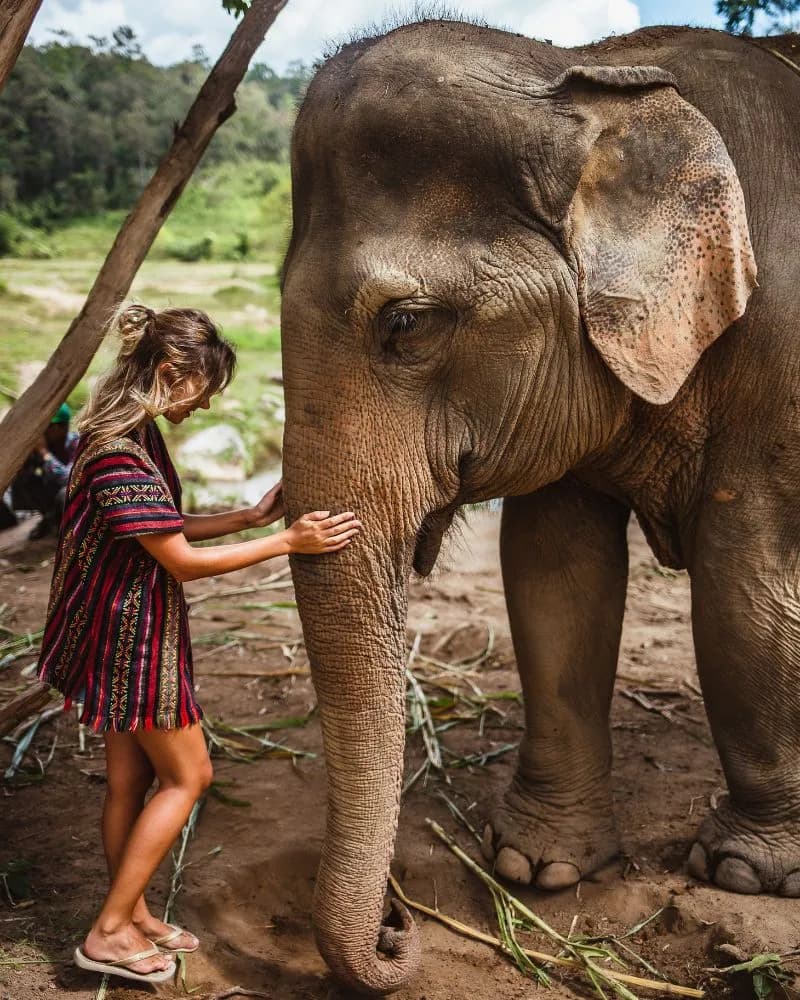 A traveller meeting an elephant at an ethical sanctuary in Thailand