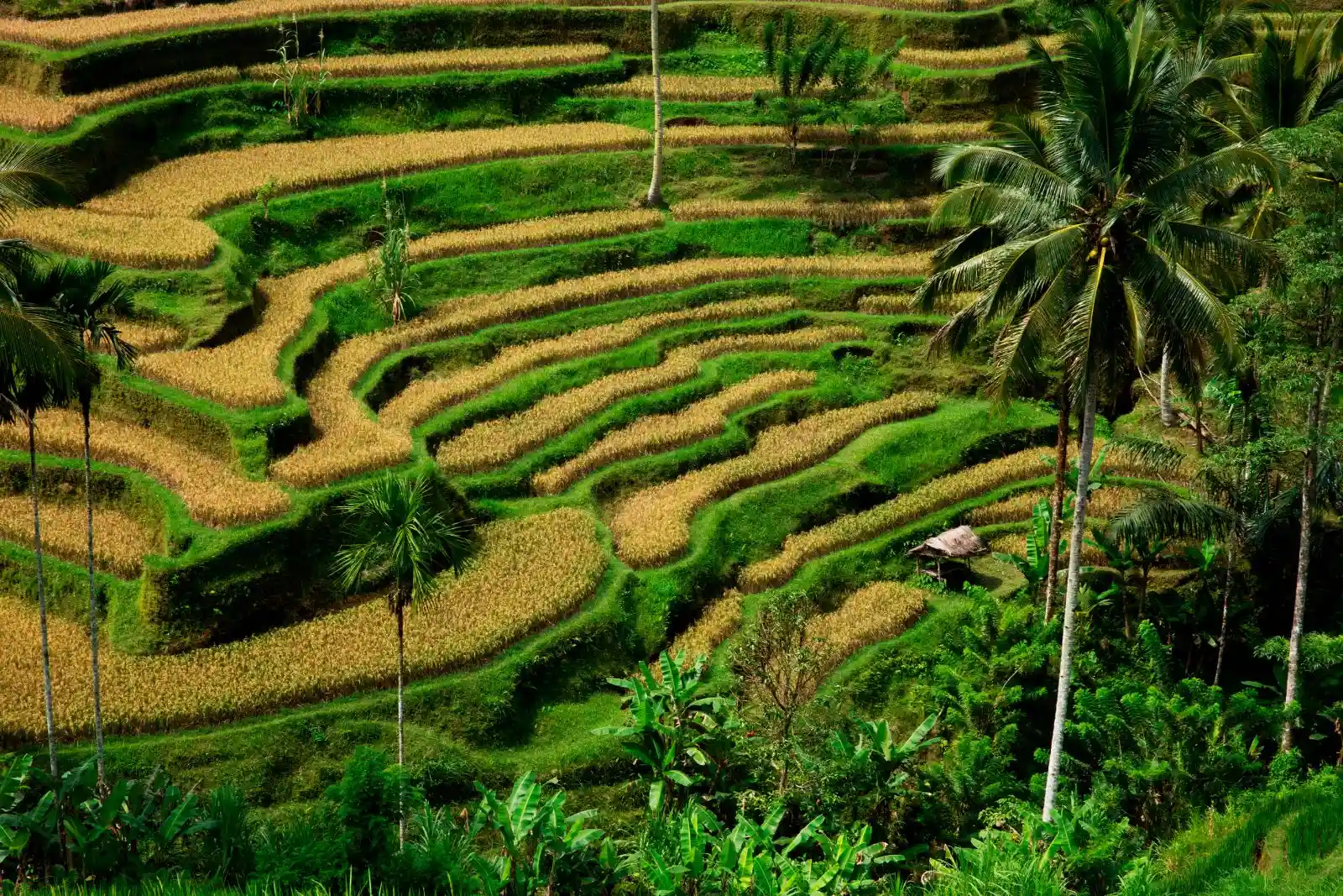 The Tegallalang rice terraces above Ubud, Bali