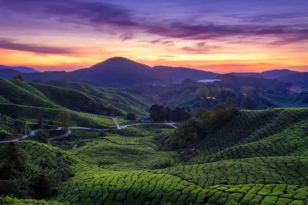 Cameron Highlands, Perak, Malaysia